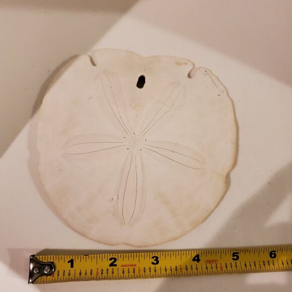 Vintage Keyhole Sand Dollar Seashell 5.5'' Wedding Beach Decor - Picture 5 of 6